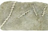 Four Archimedes Screw Bryozoan Fossils - Illinois #325660-1
